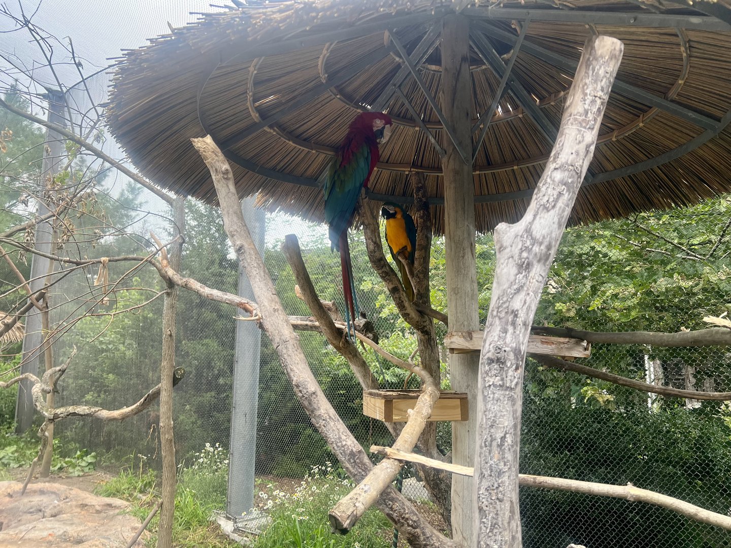 Macaws (Green-winged and Blue-and-yellow)