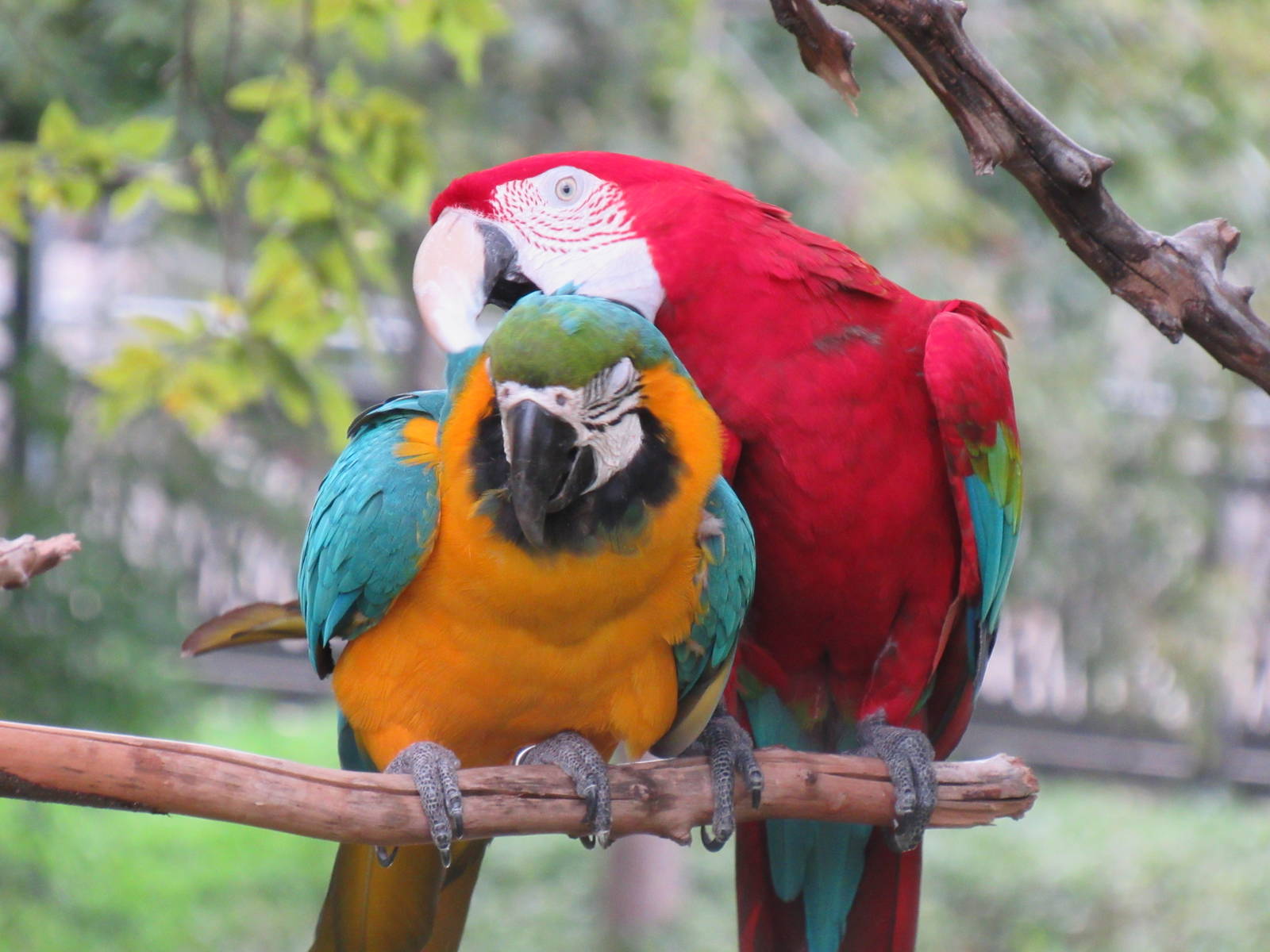 Macaws grooming