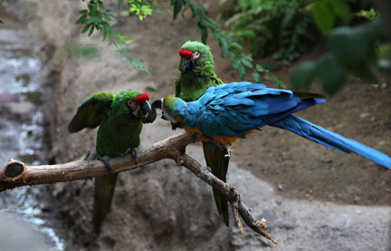 macaws having a discussion