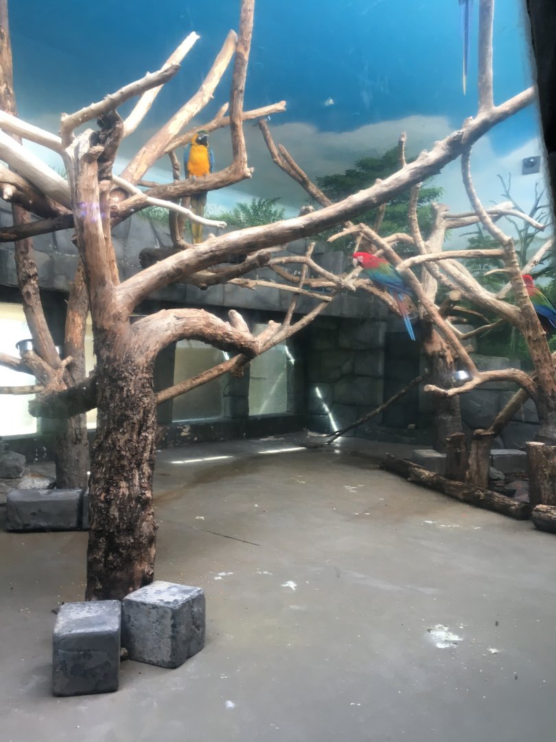 Macaws in a bland aviary