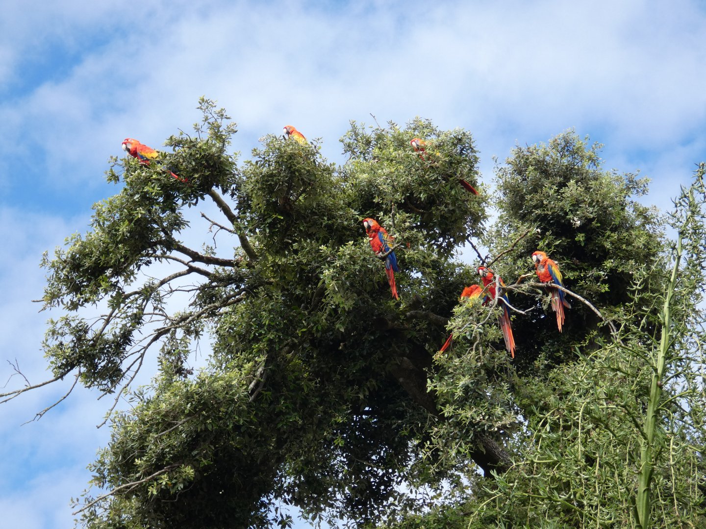 Macaws in a tree