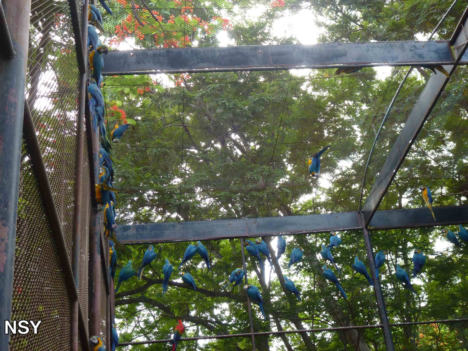 Macaws in aviary, June 2013.
