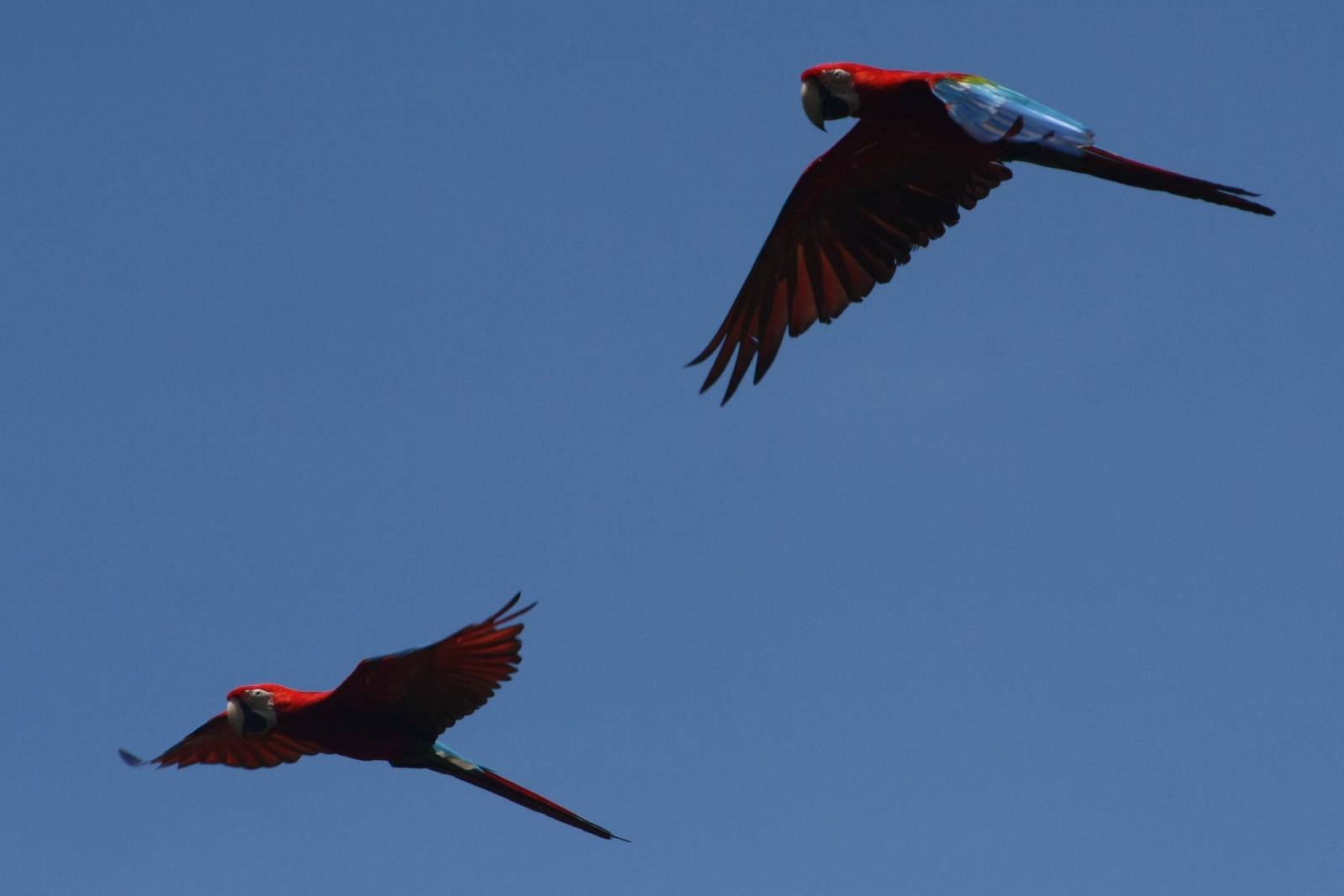 Macaws in Flight - Bird Park 2015