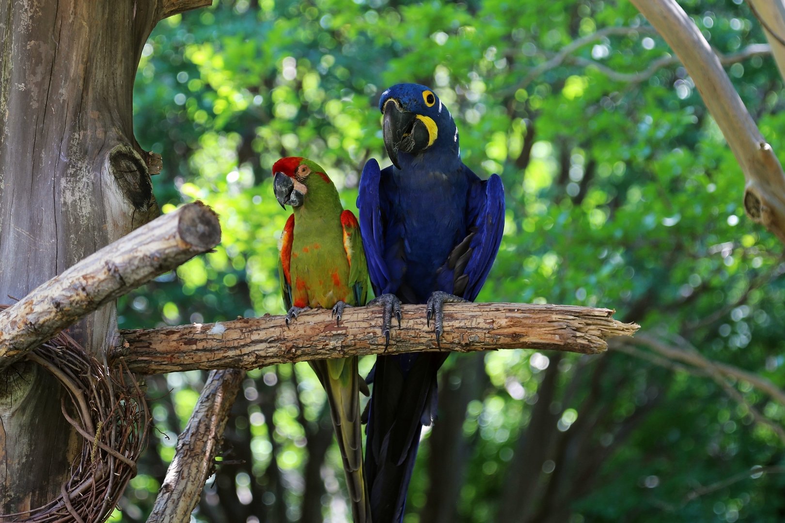 Macaws in MOLA