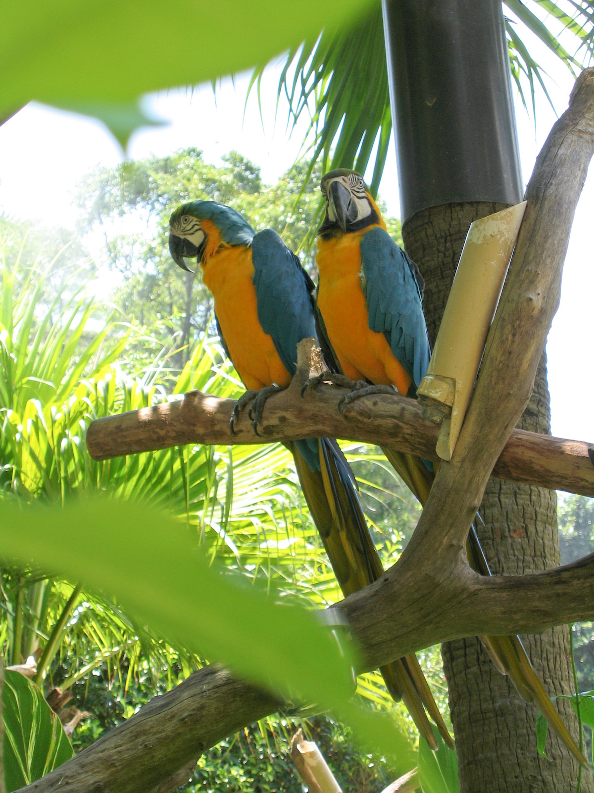 Macaws - Jul 2003