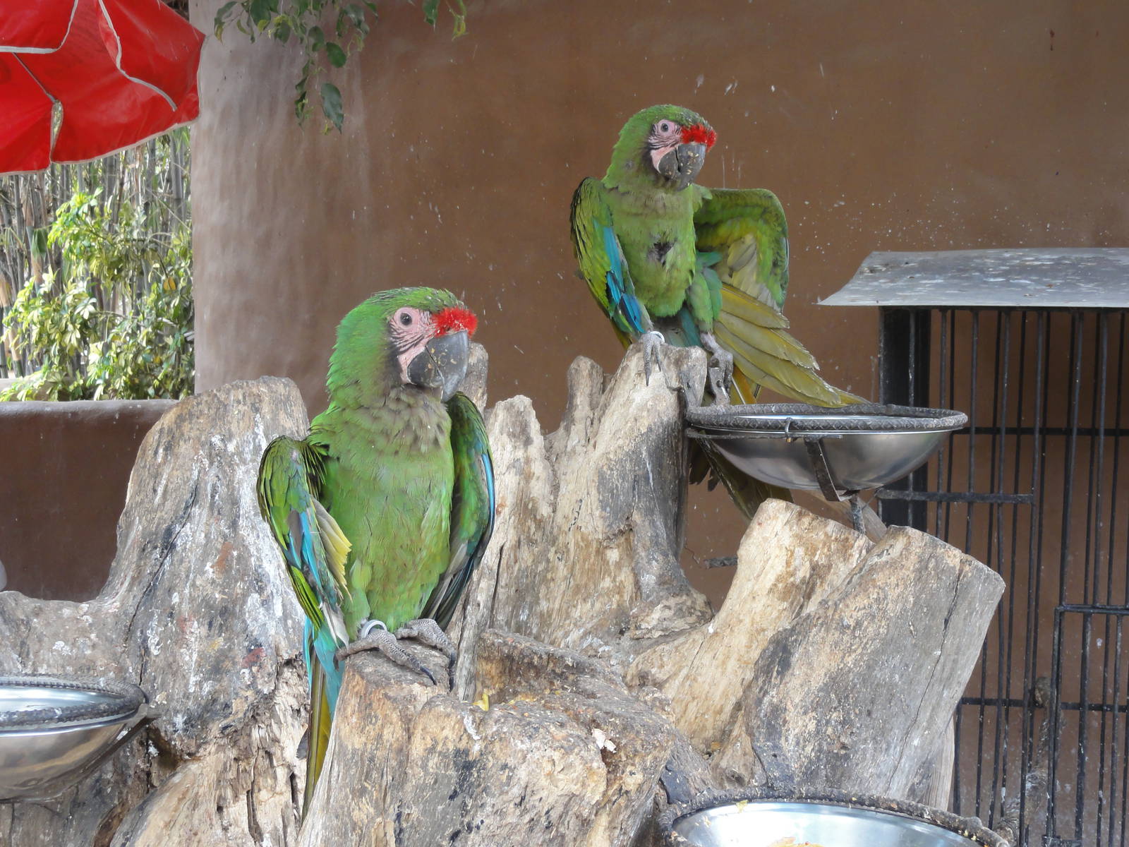 Macaws outside shop - you could easily touch them (I didn't)