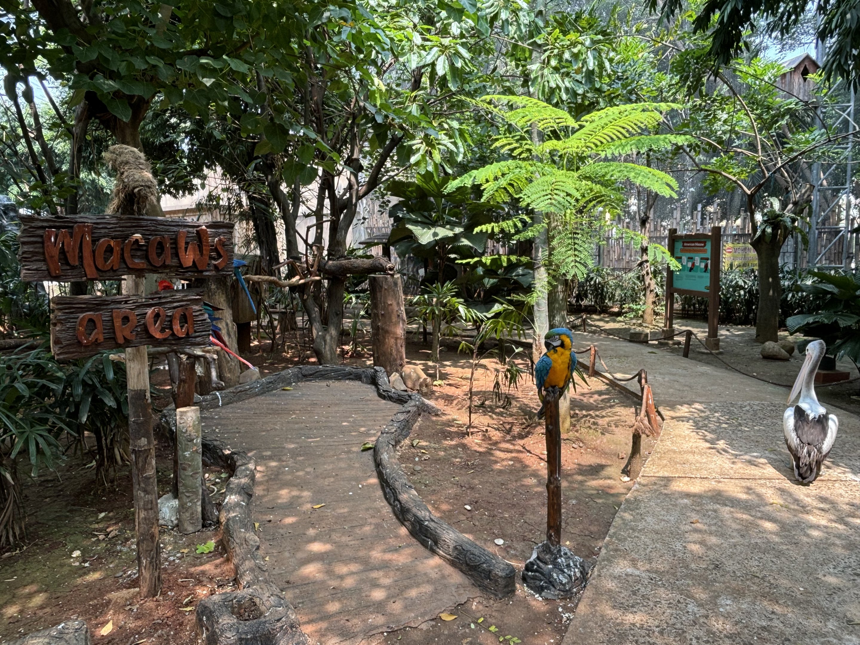 Macaws + Pelicans - Jakarta Bird Land