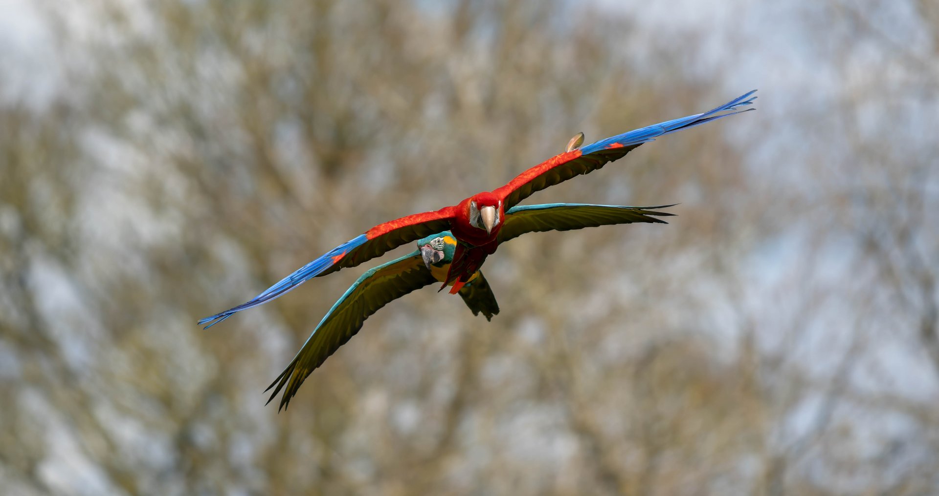 Macaws, ZSL Whipsnade, UK