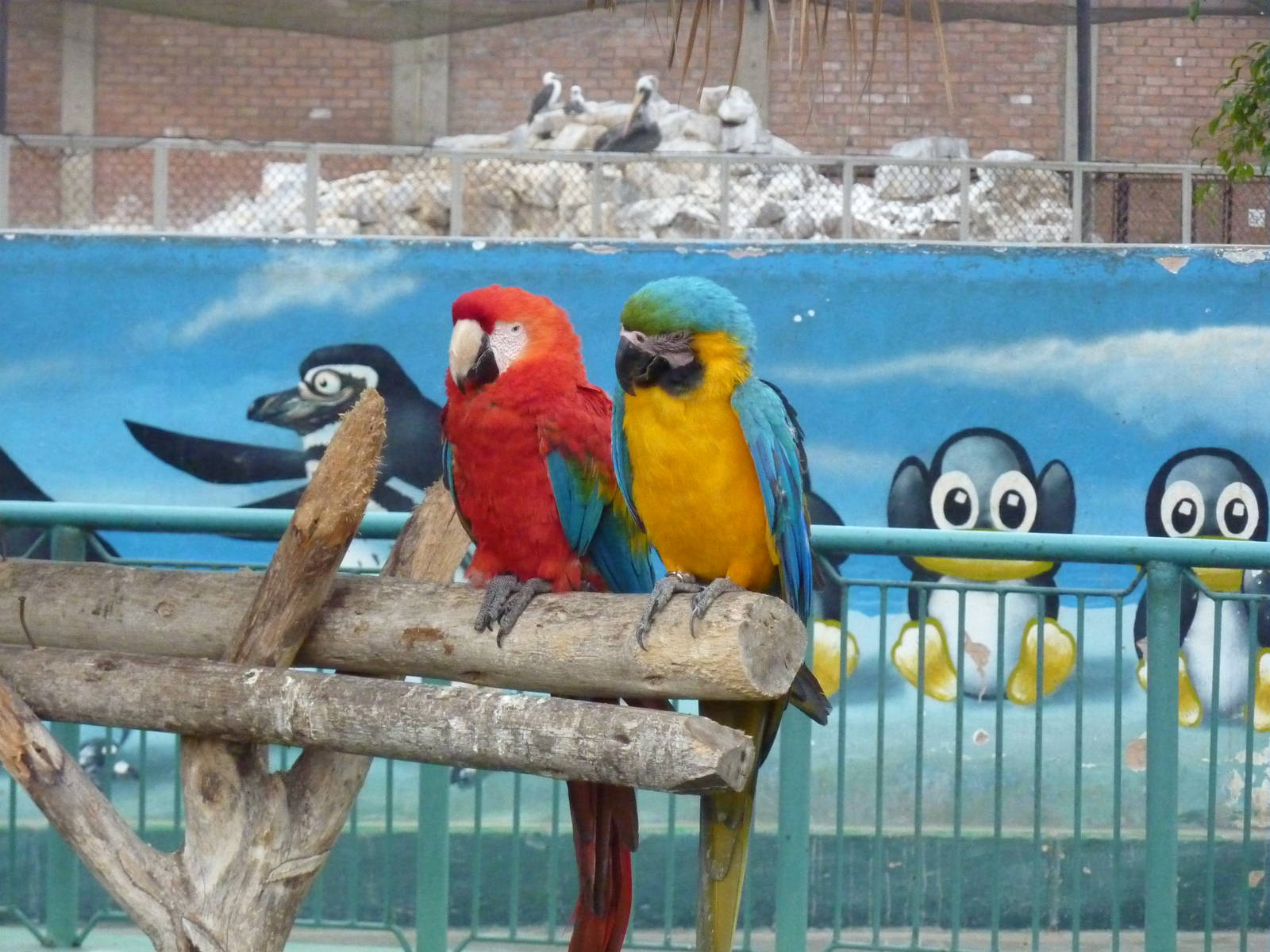 Macaws