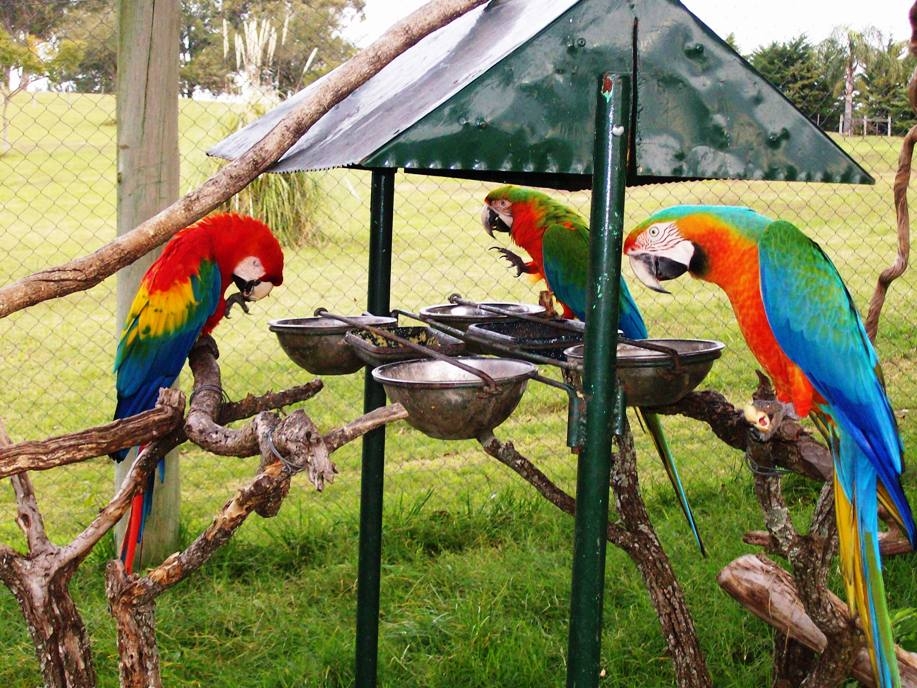 Macaws