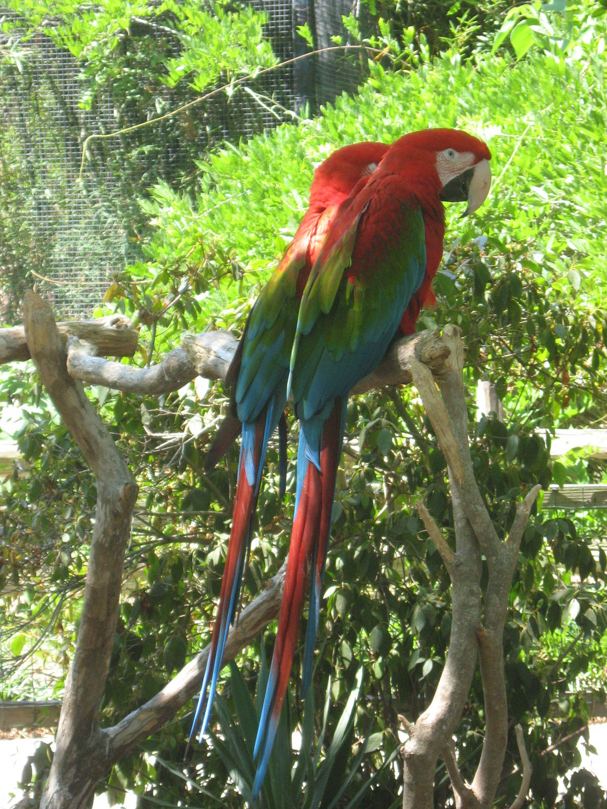 macaws
