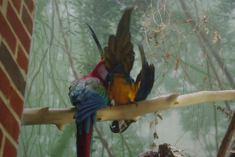 Macaws