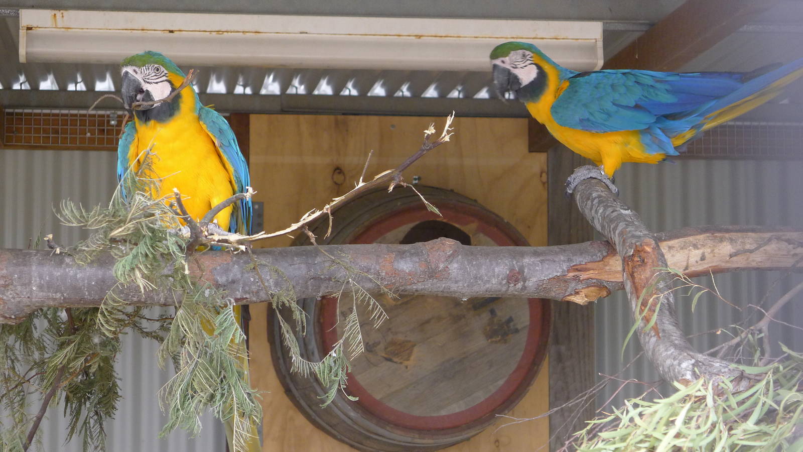 macaws
