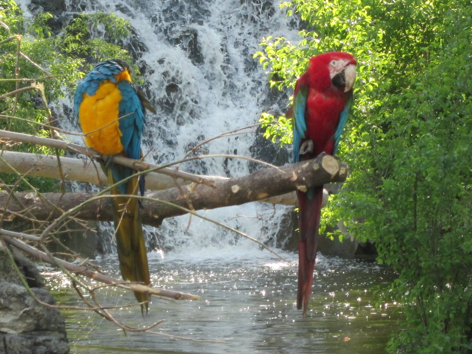 Macaws