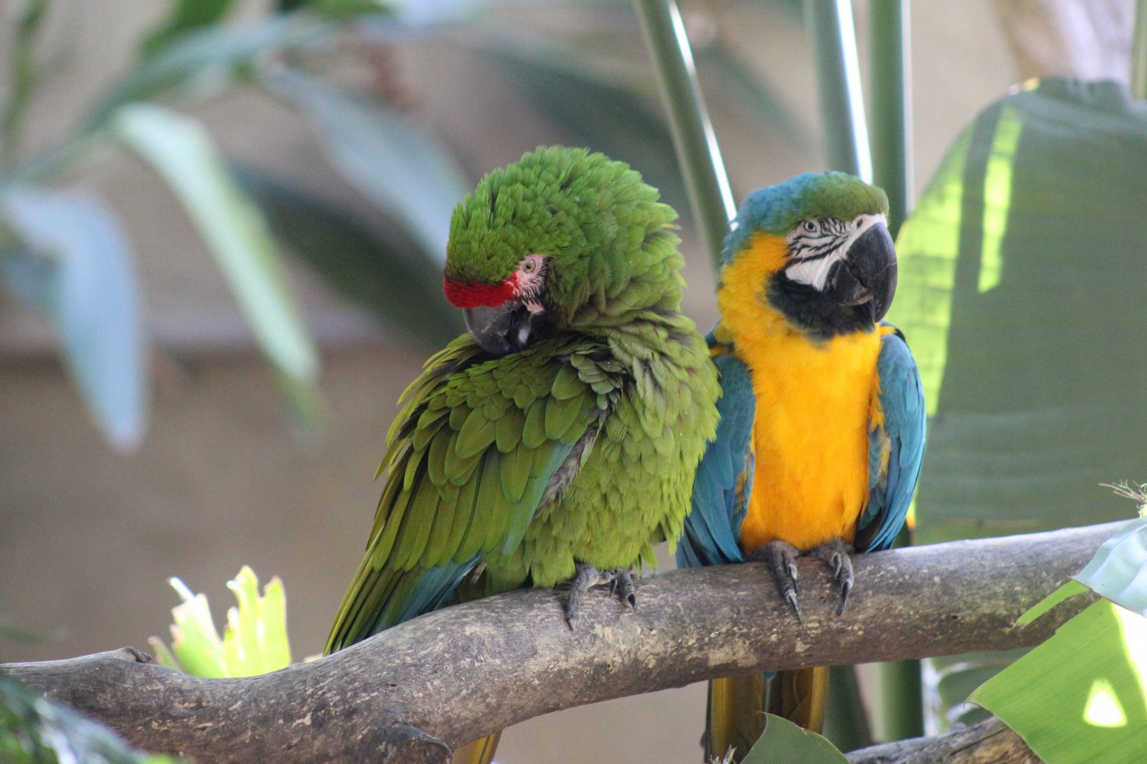 Macaws