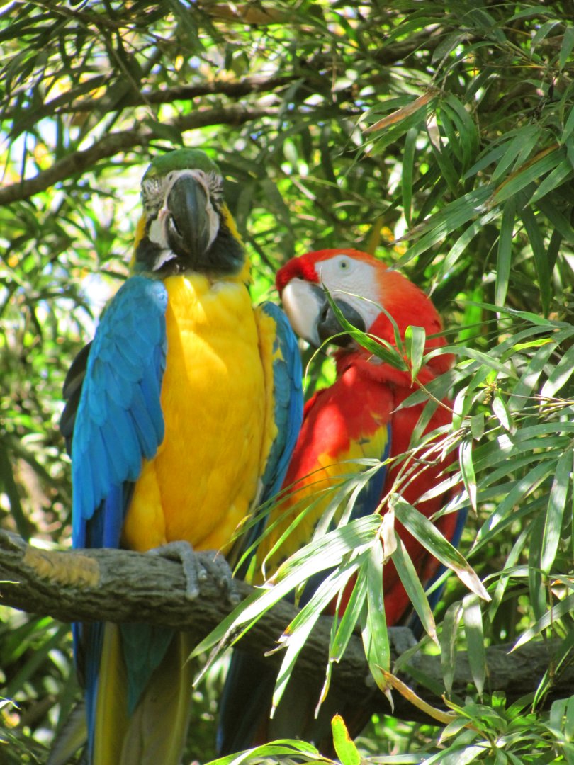 Macaws