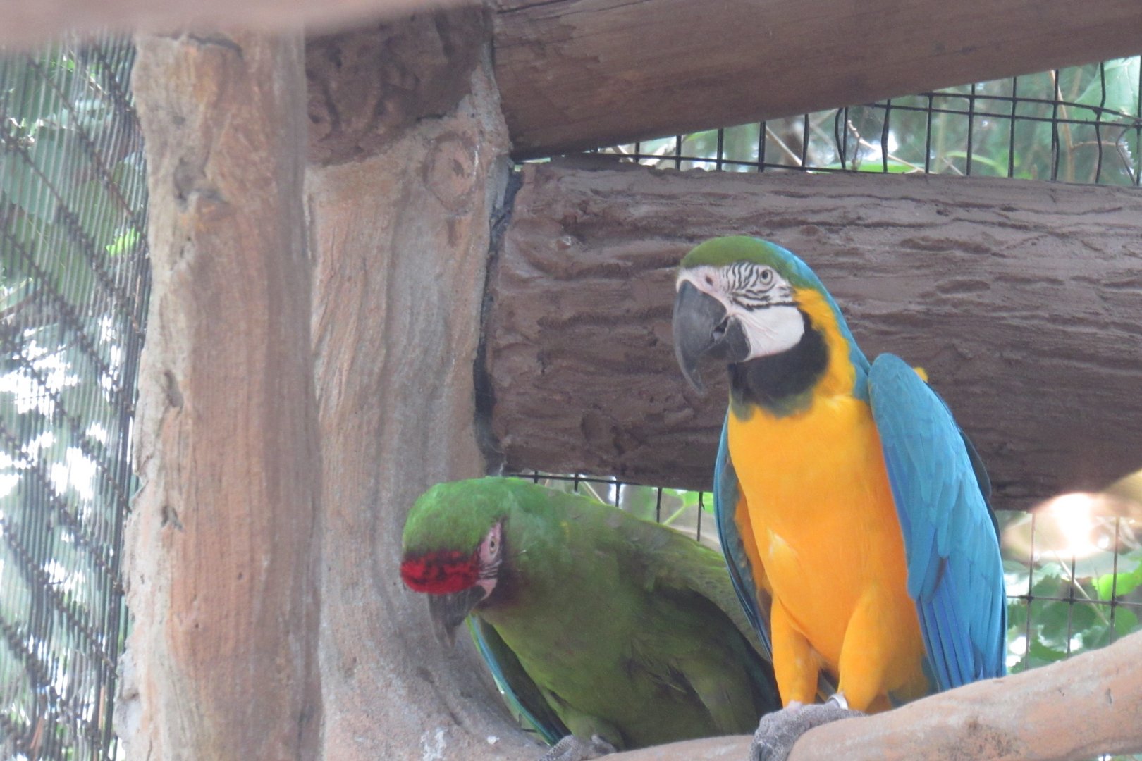 macaws