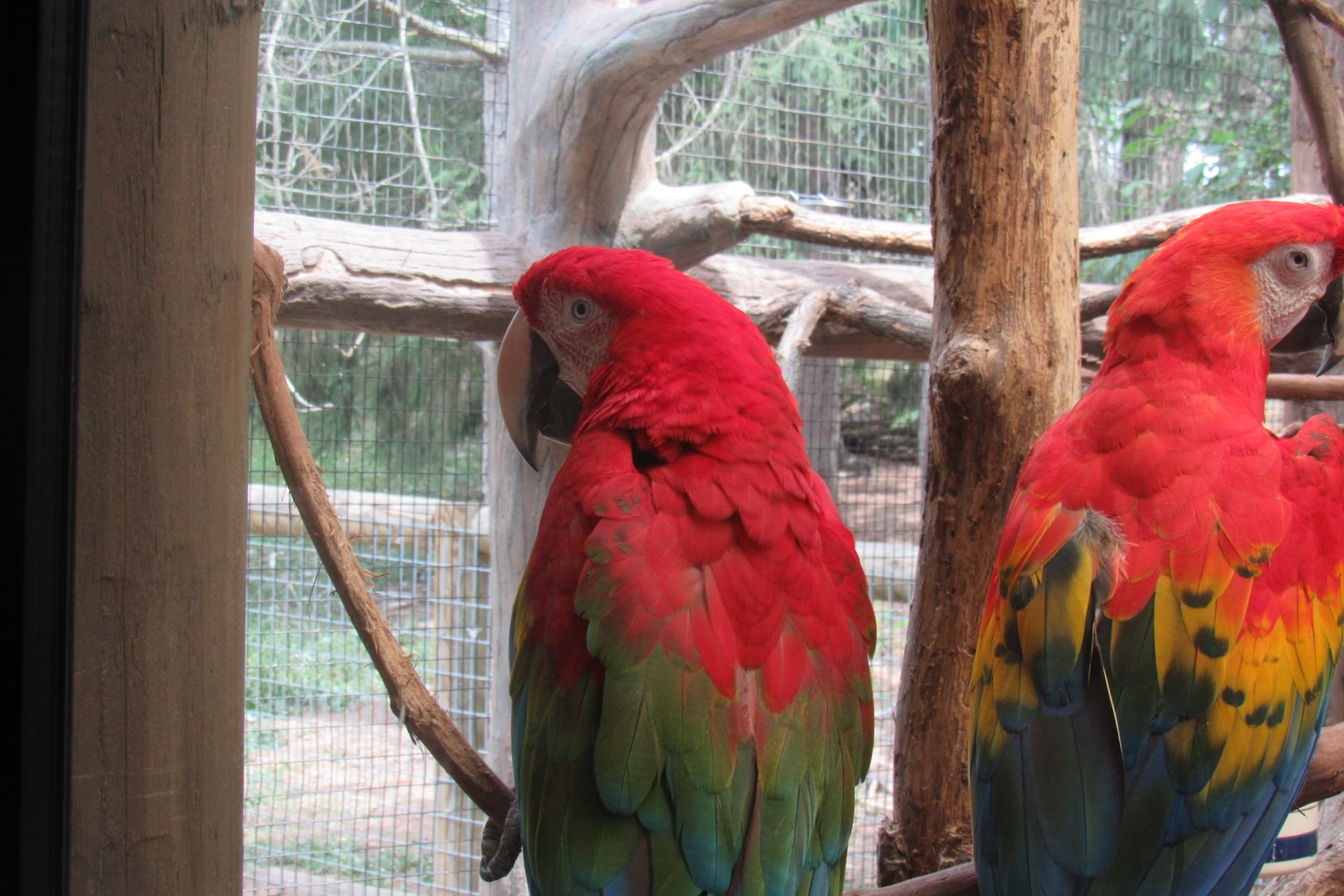 macaws