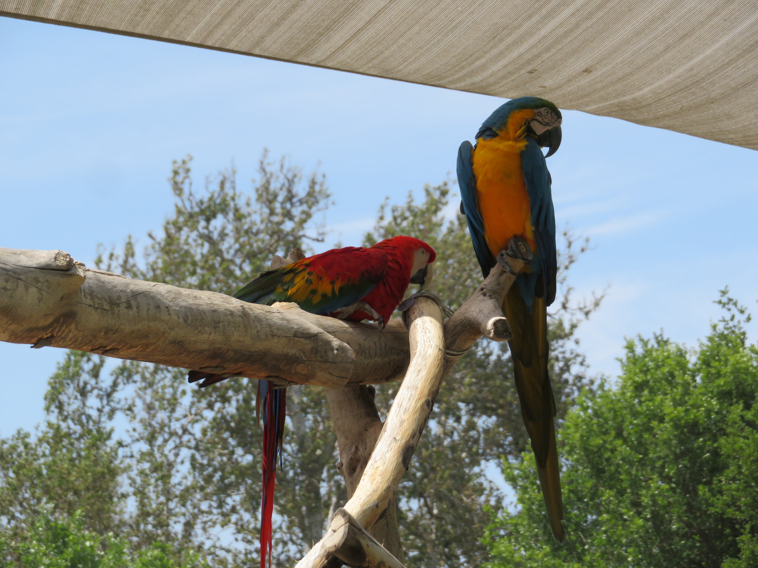 Macaws