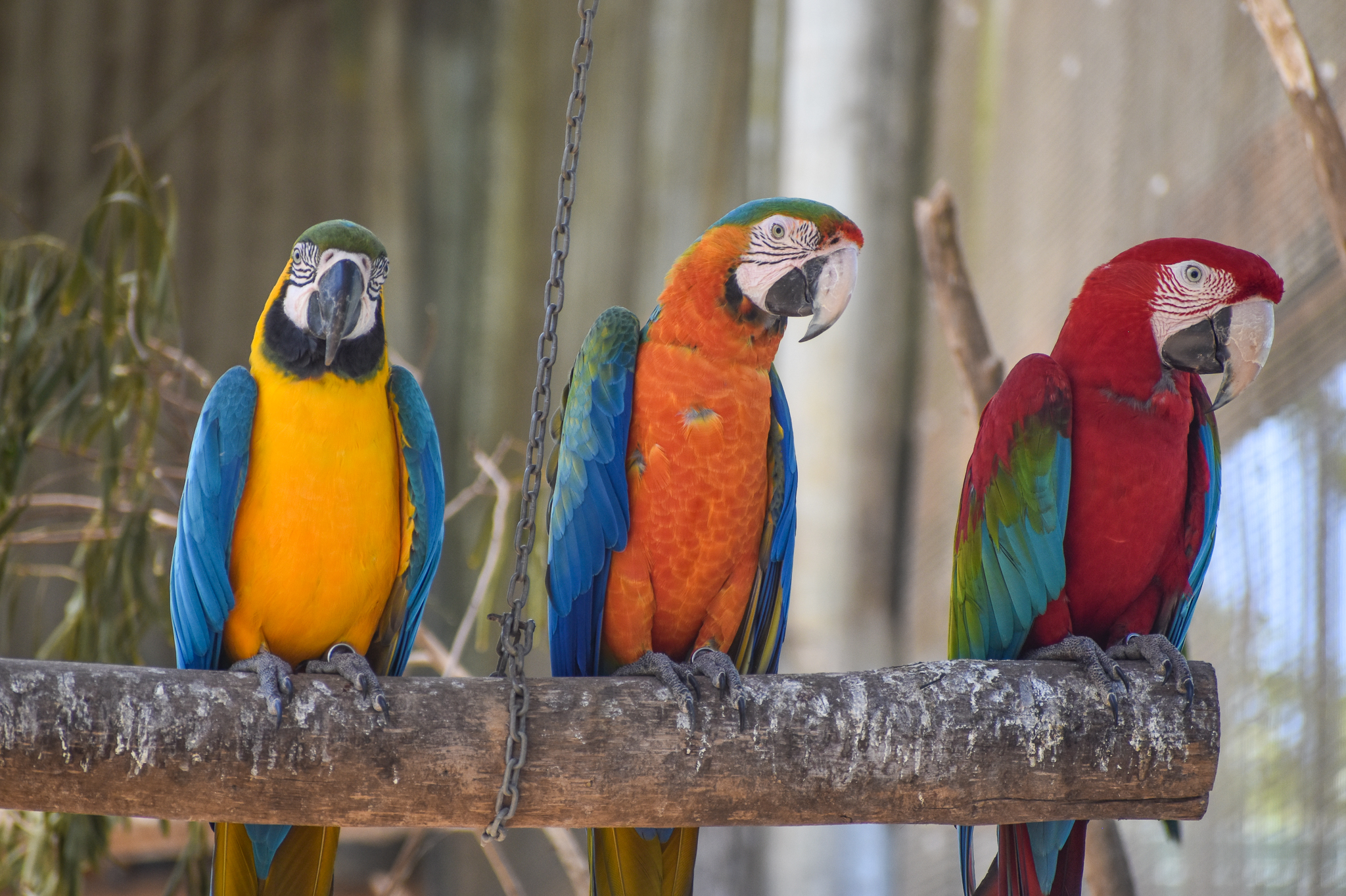 Macaws