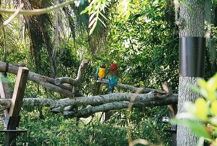 Macaws