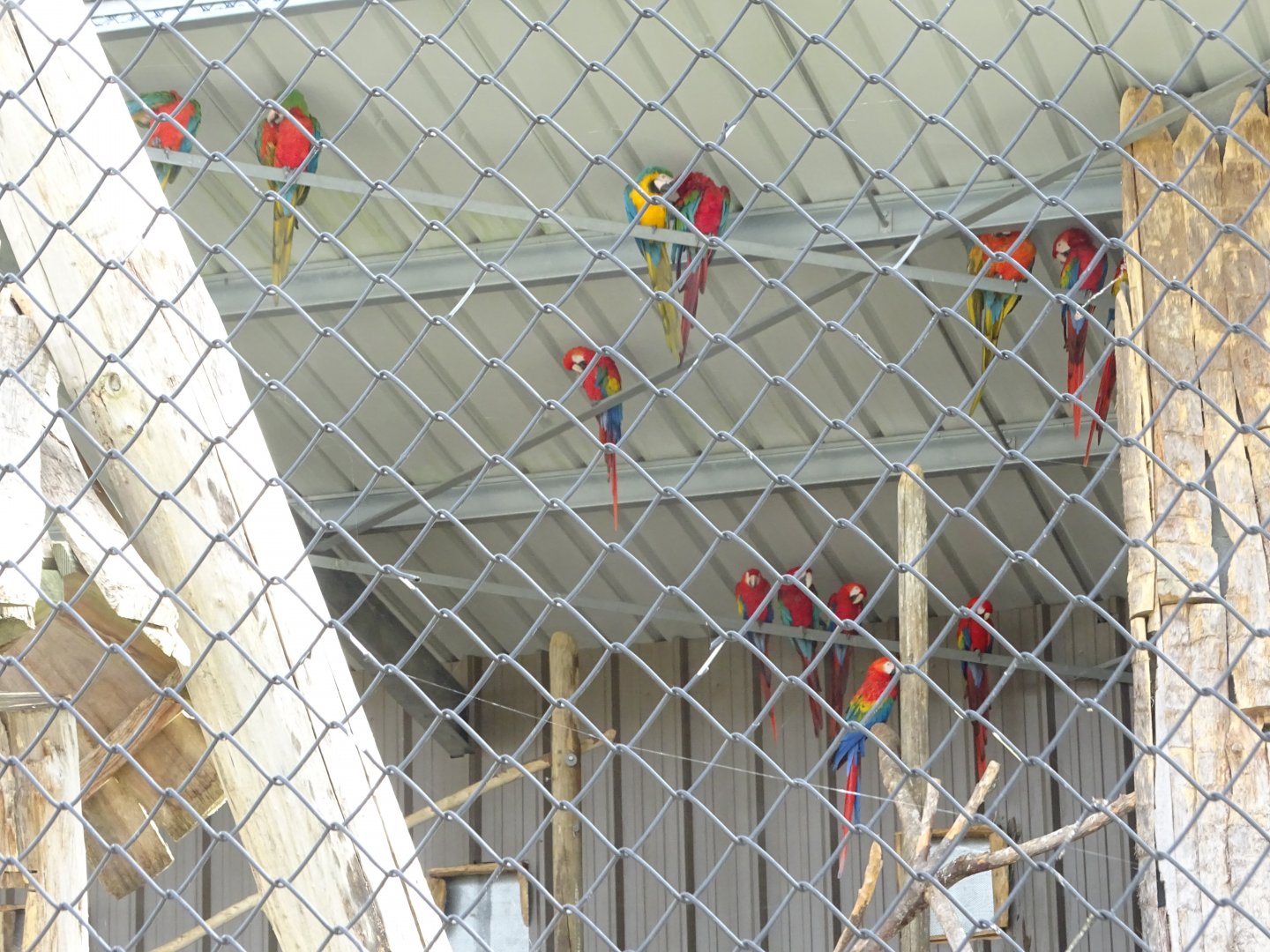 Macaws