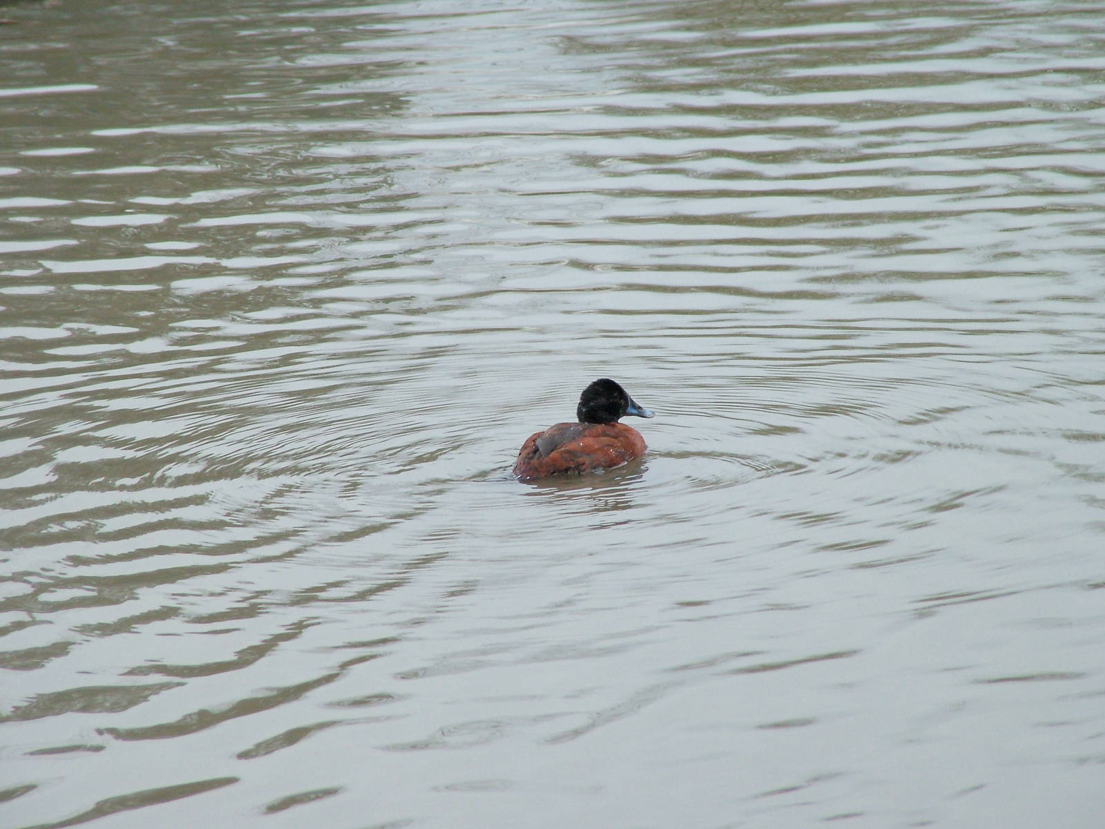 Maccoa Duck at Slimbridge 06/02/10
