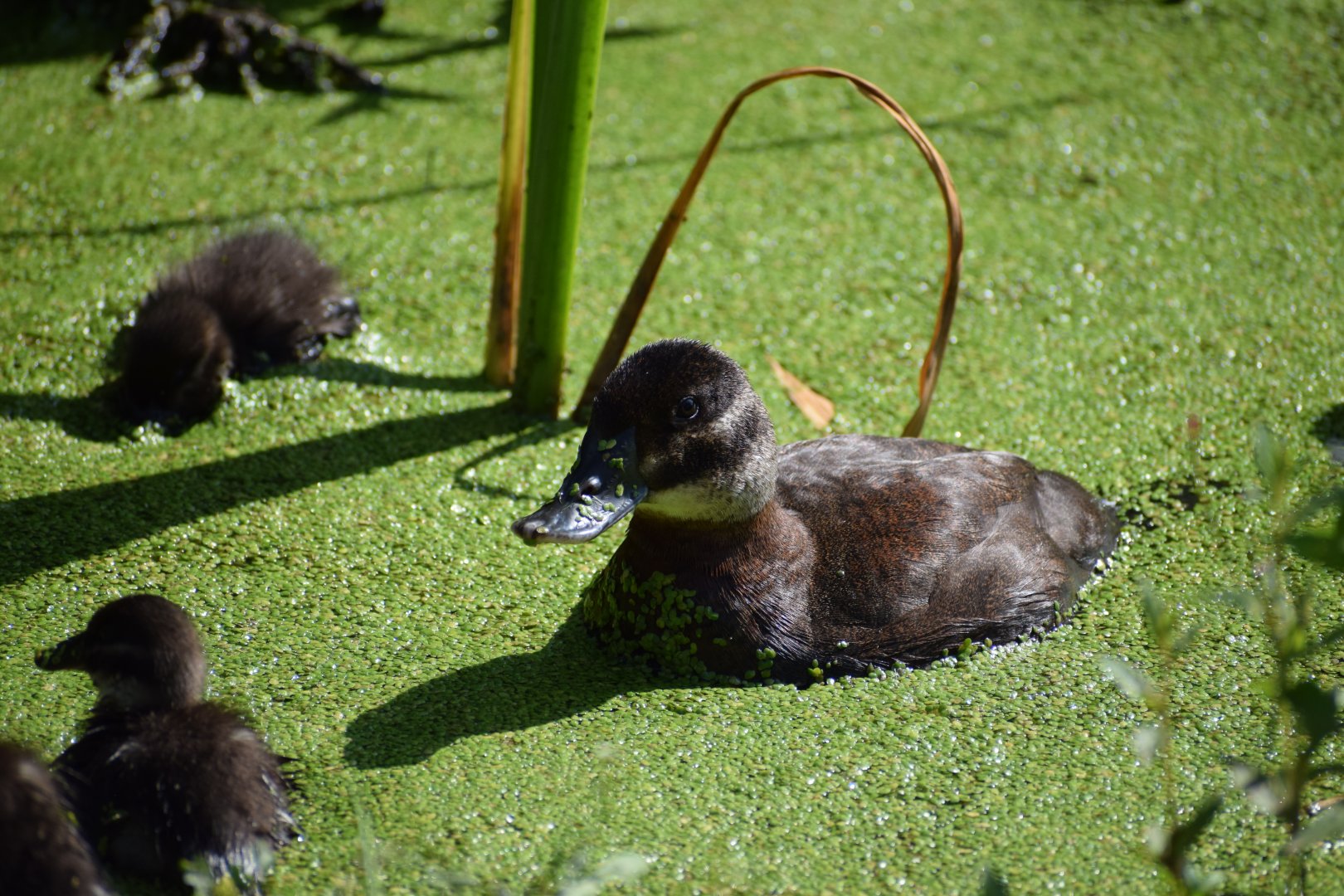 Maccoa Duck (female)