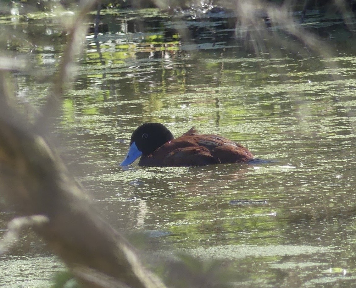 Maccoa Duck - Heart of Africa - 02.04.25