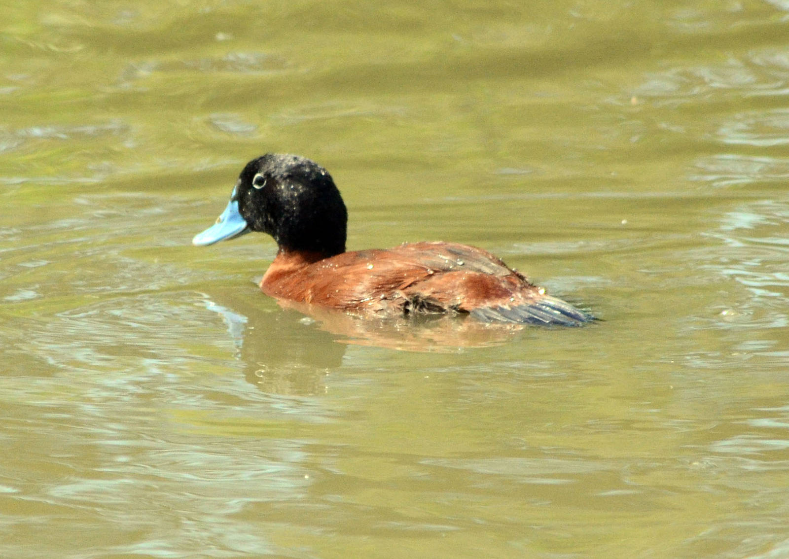 Maccoa duck or Argentine Ruddy Duck