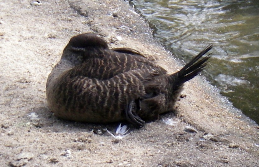 Maccoa Duck (Oxyura maccoa)
