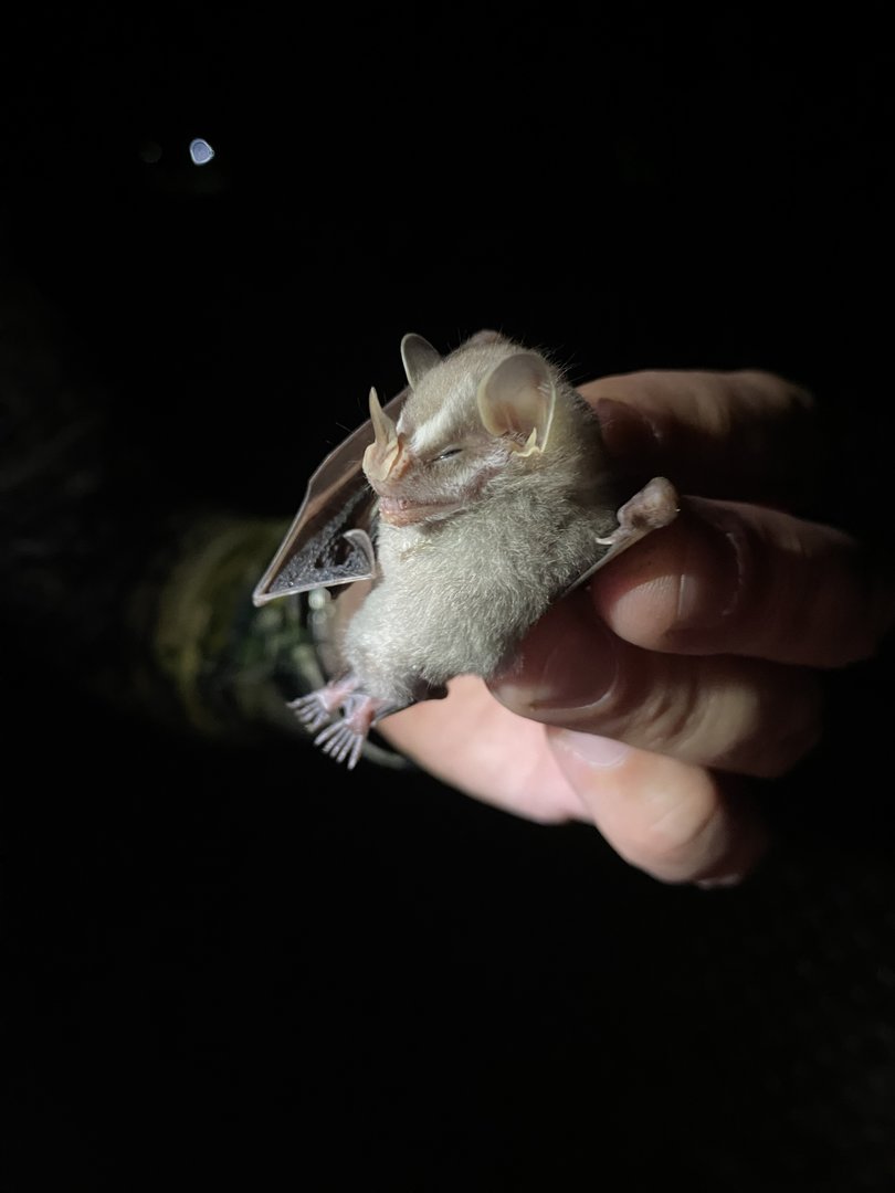 MacConnell’s Bat (Mesophylla macconnelli)