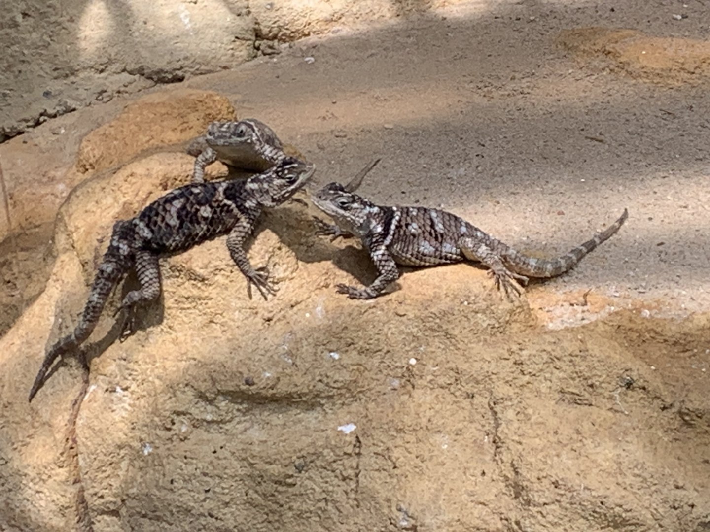 MacDougall's spiny lizard