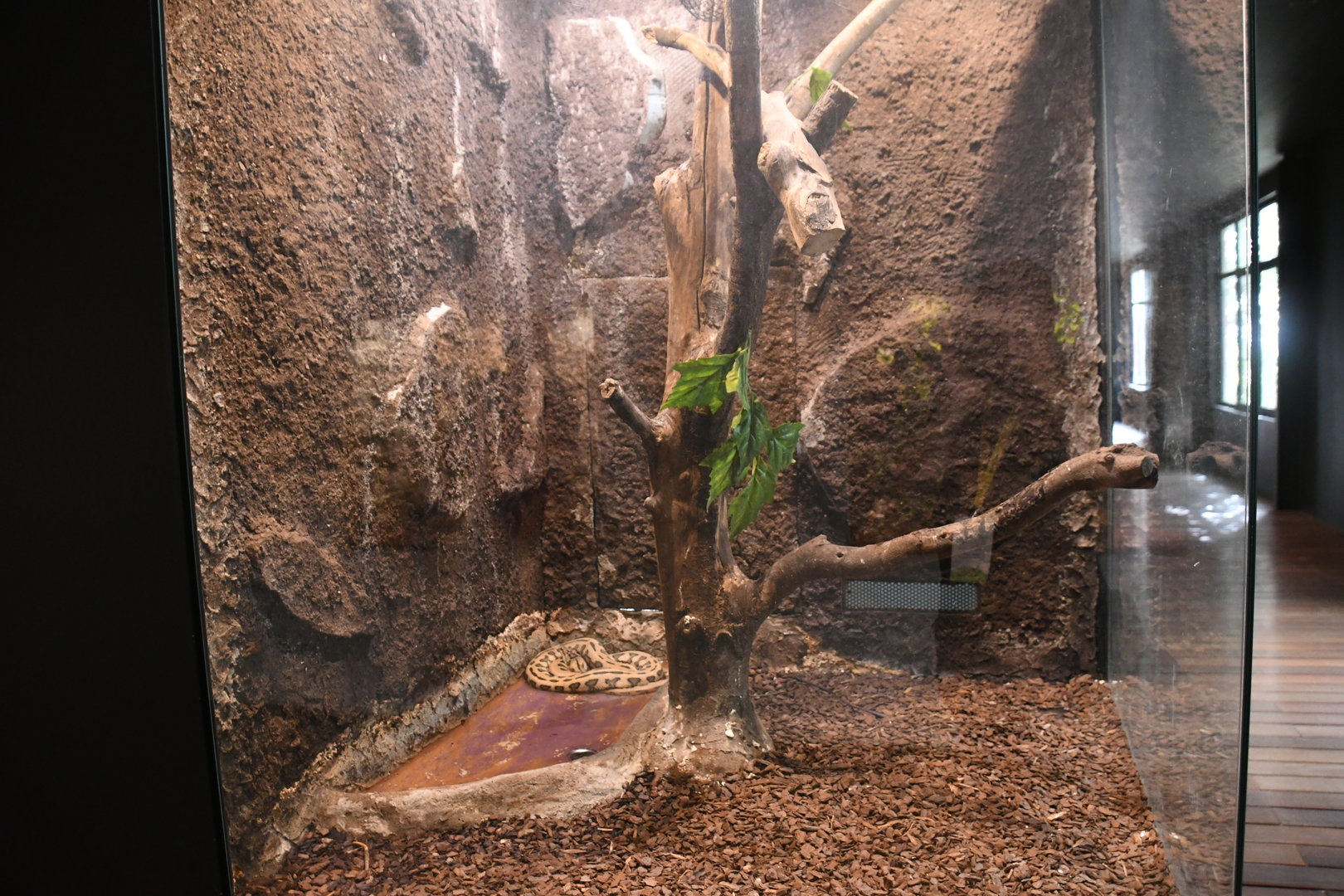 MacDowell's Carpet Python tank (Reptile House)