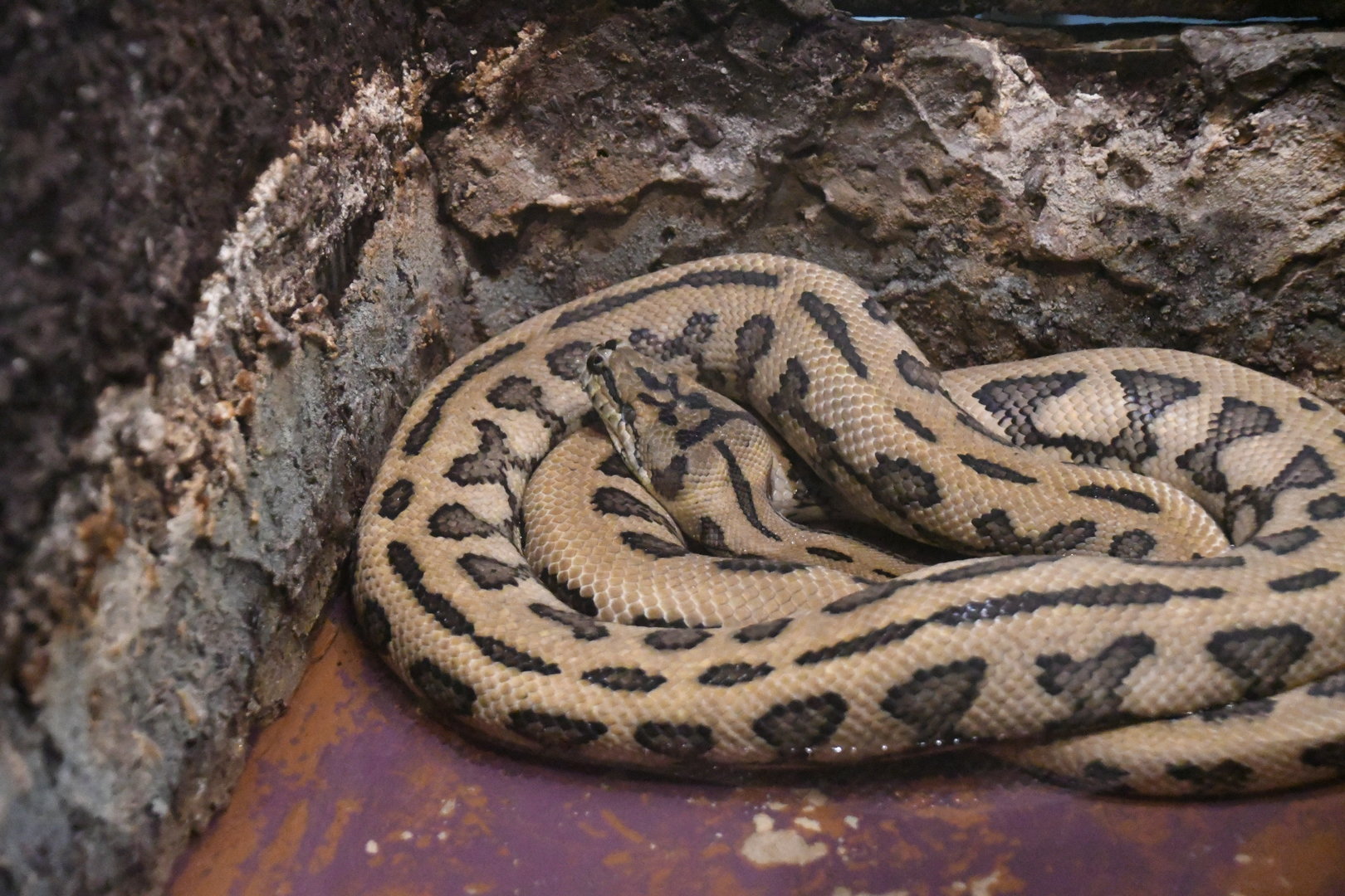 MacDowell's Carpet Python