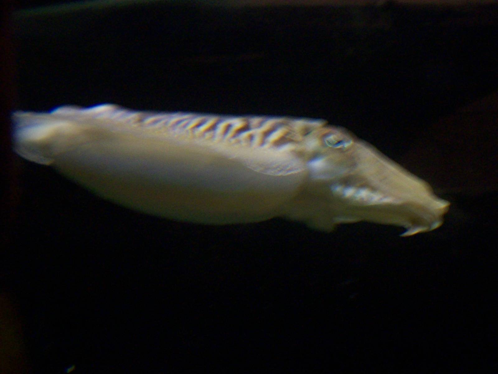 macduff aquarium