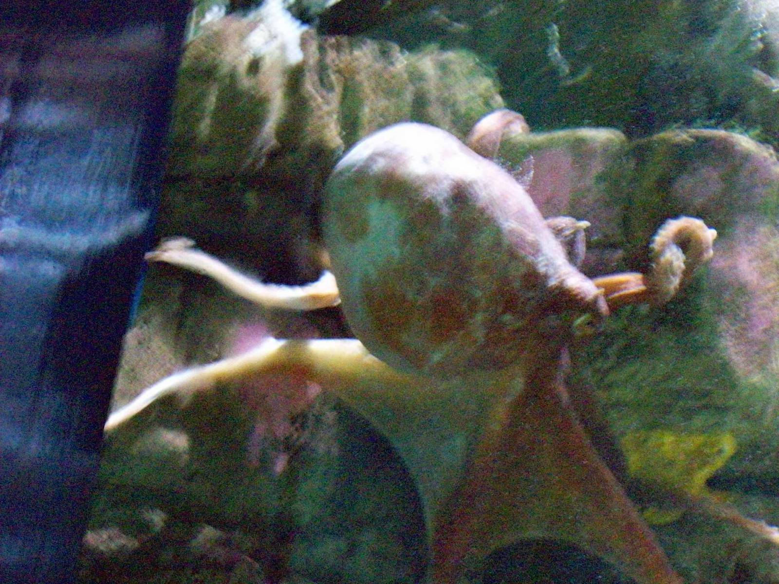 macduff aquarium