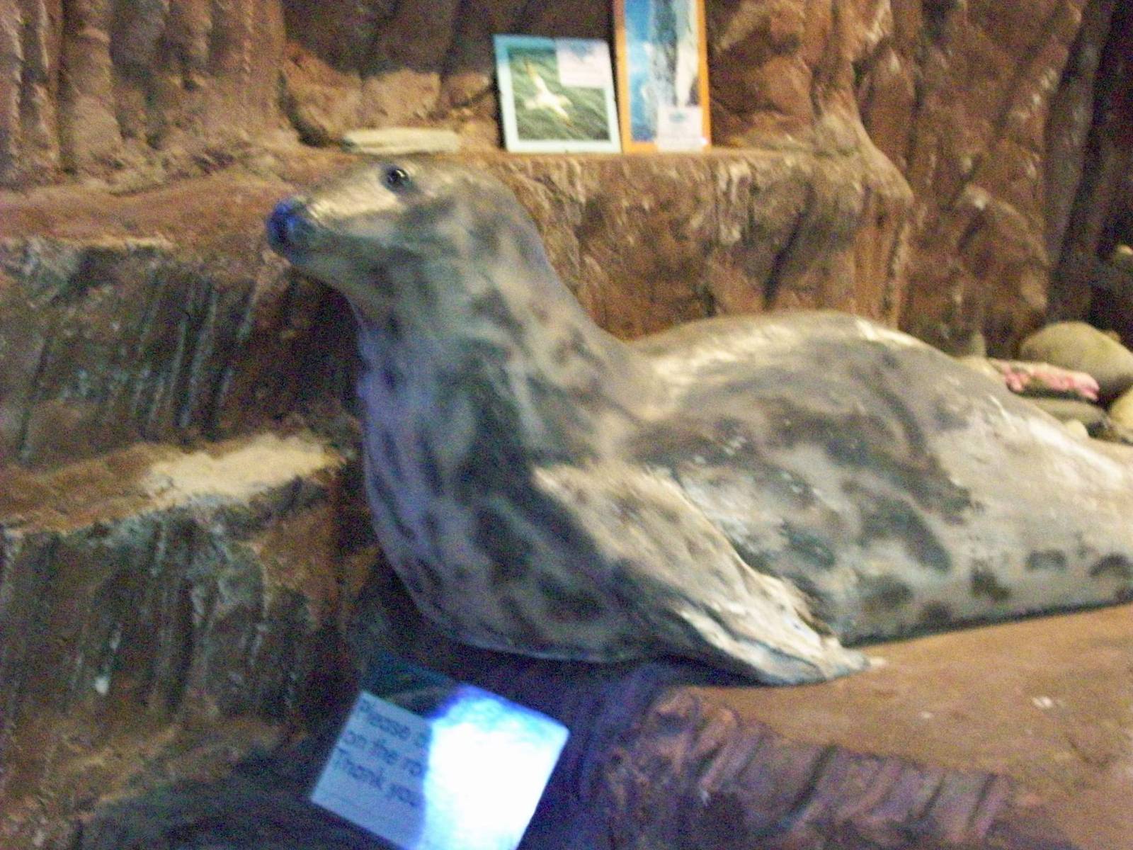 macduff aquarium