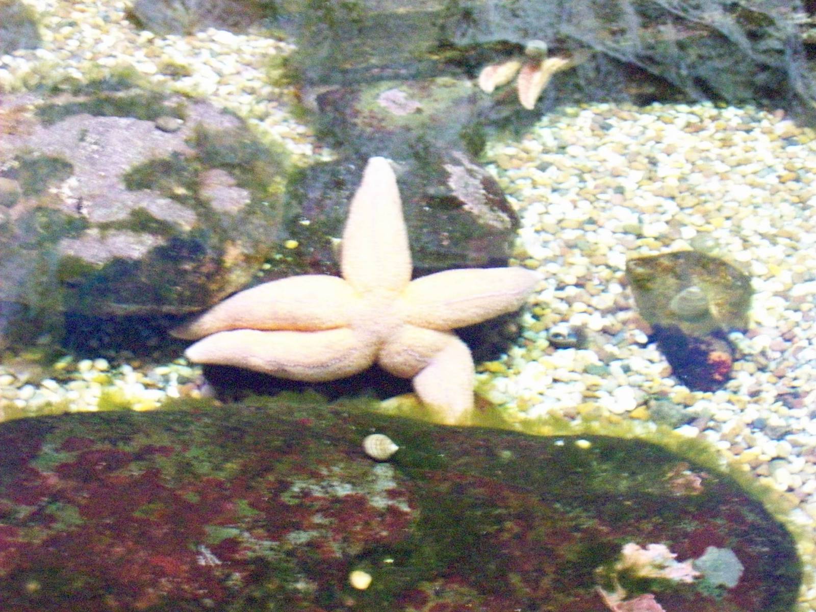 macduff aquarium