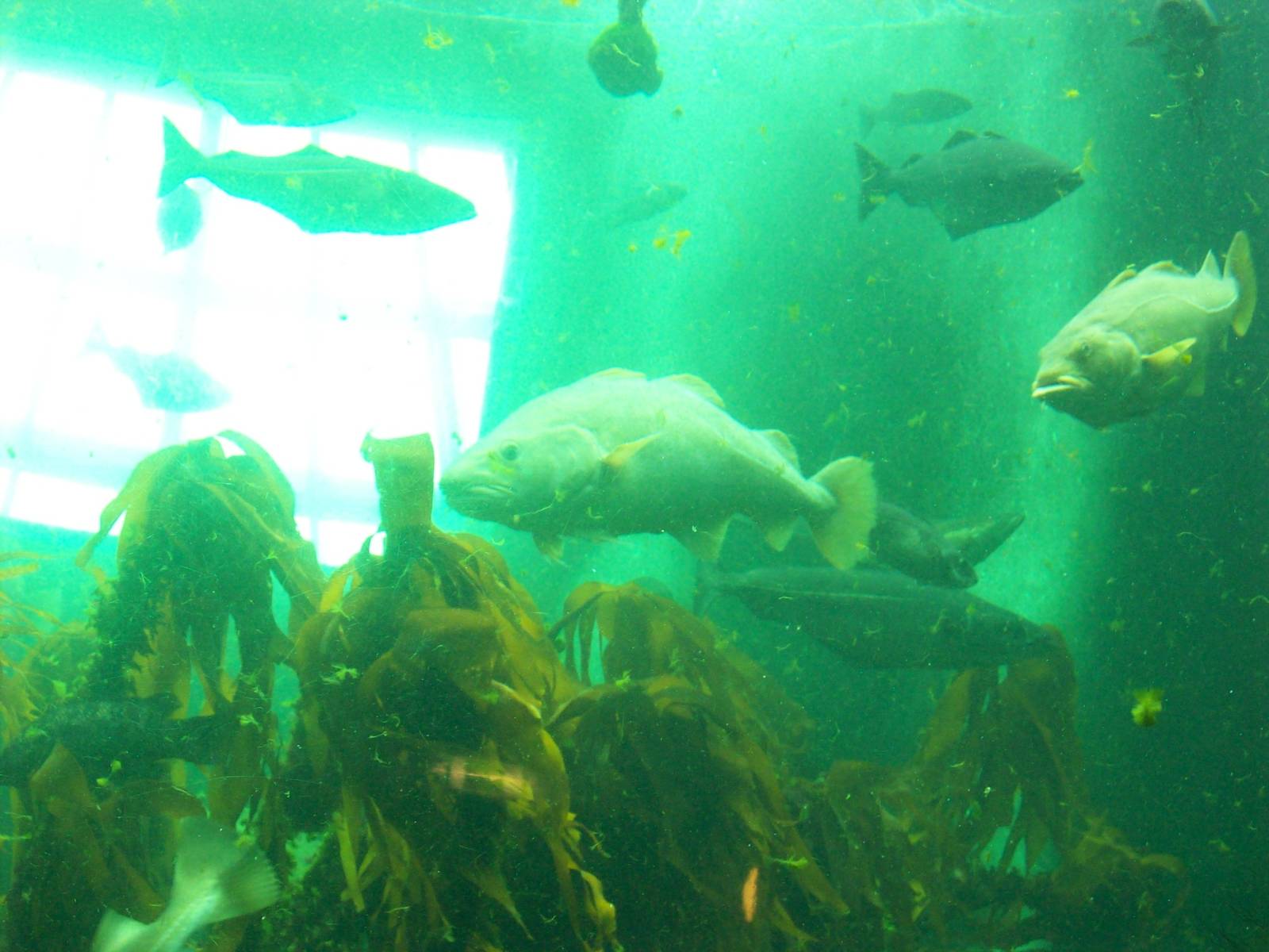 macduff aquarium