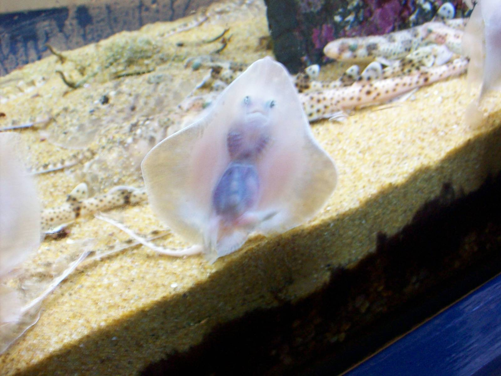 macduff aquarium