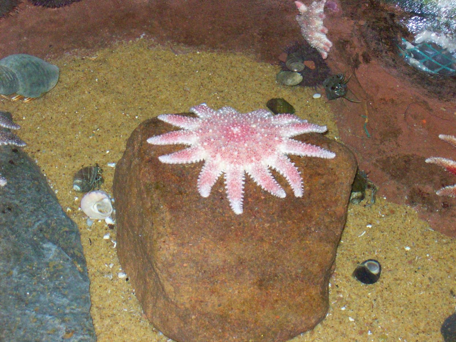 macduff aquarium