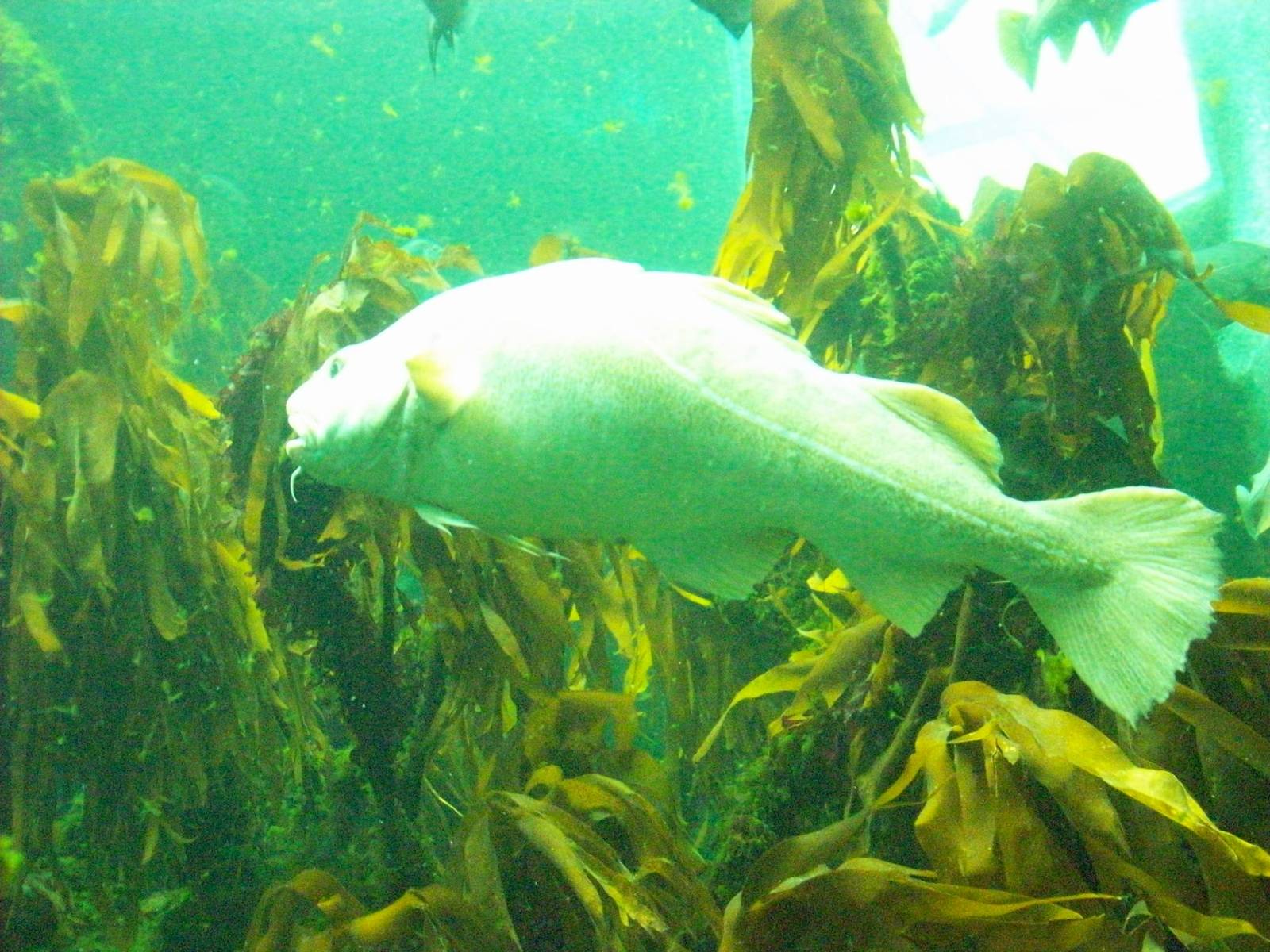 macduff aquarium