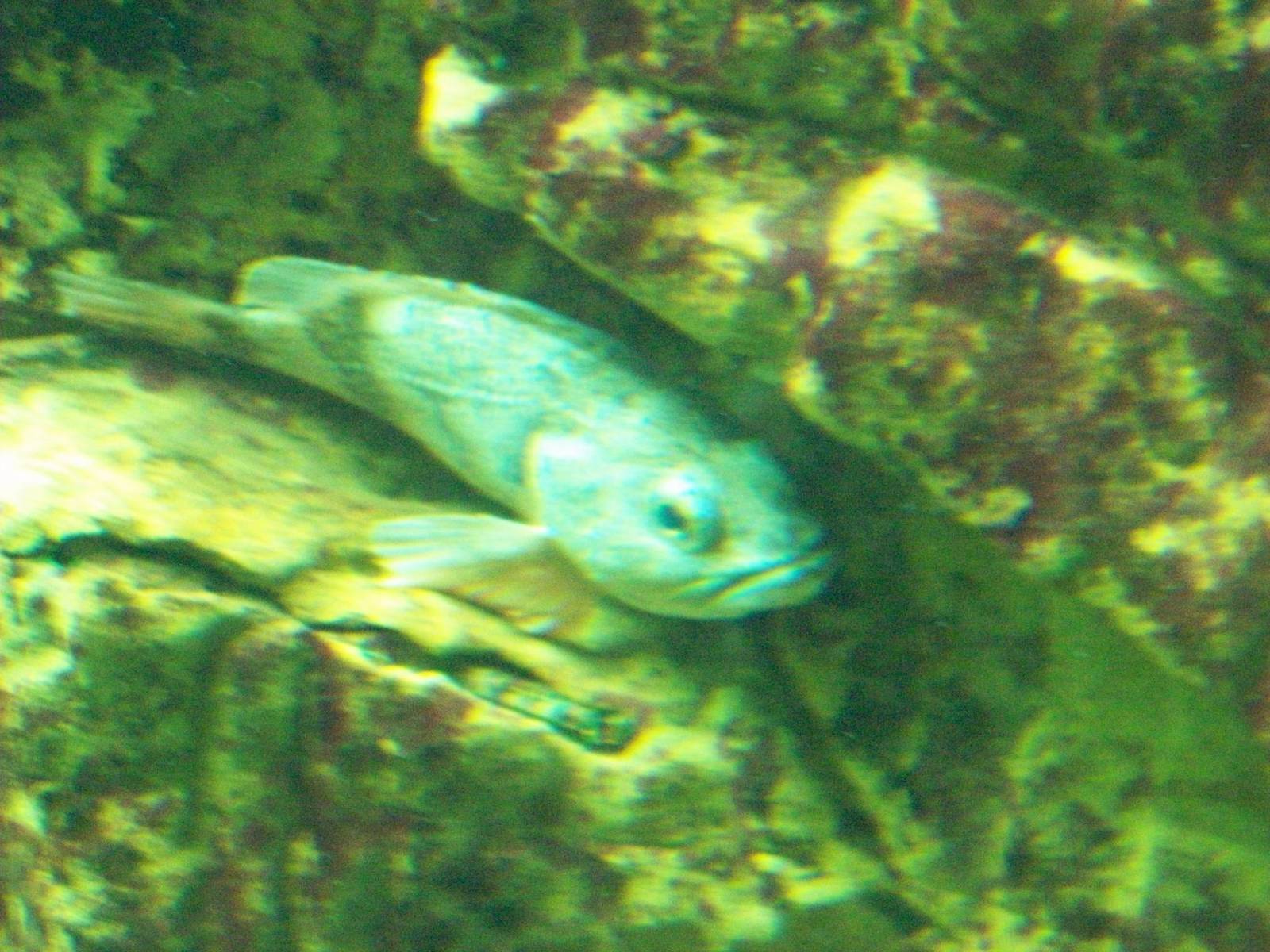 macduff aquarium