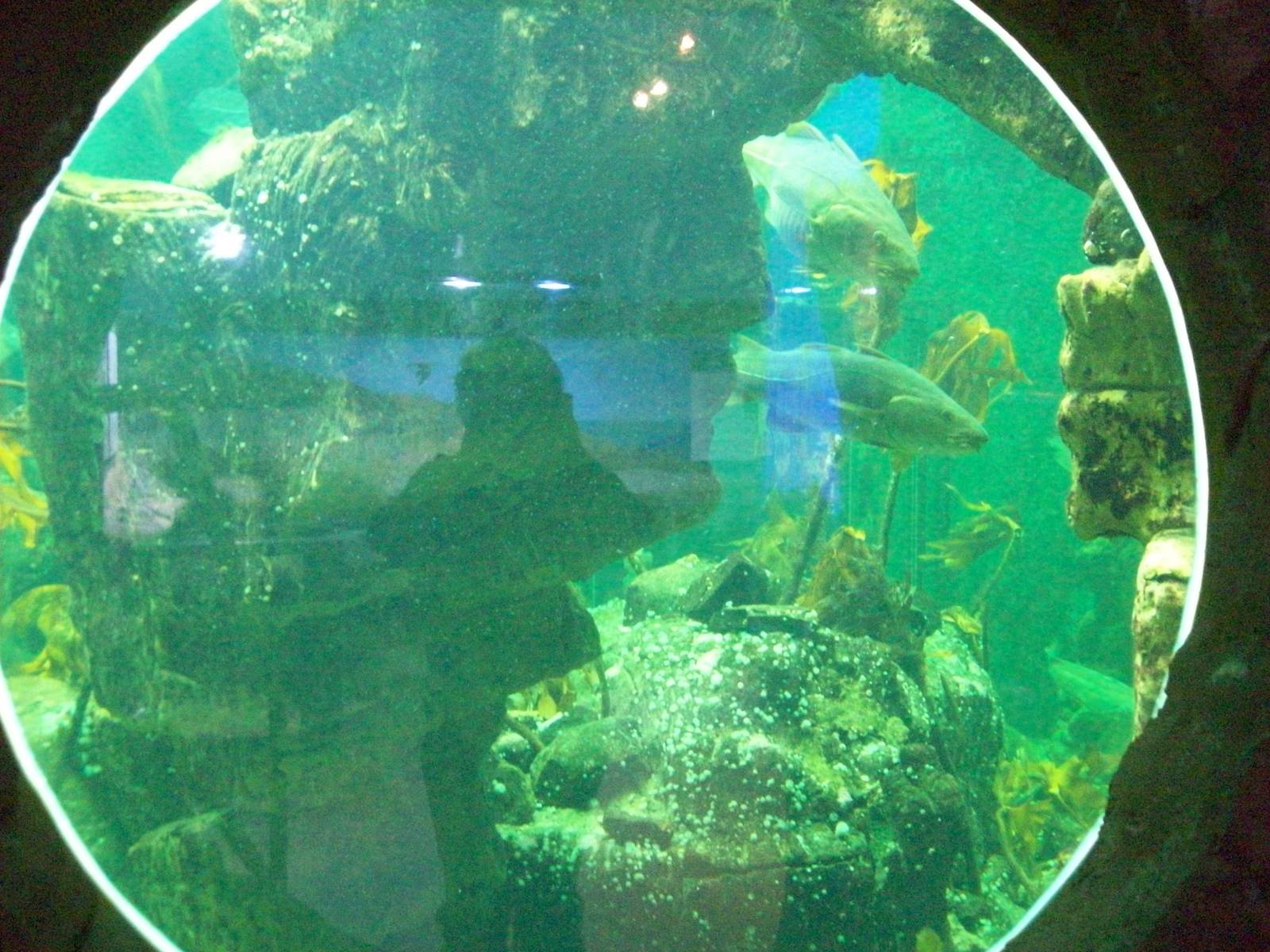 Macduff aquarium