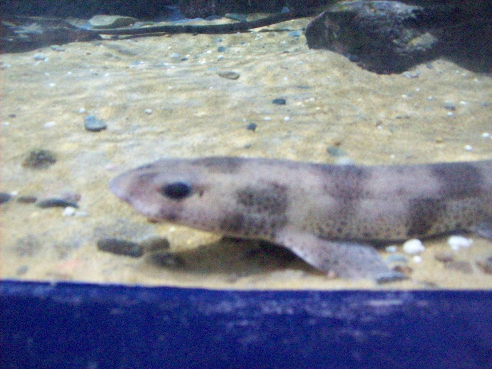 Macduff aquarium