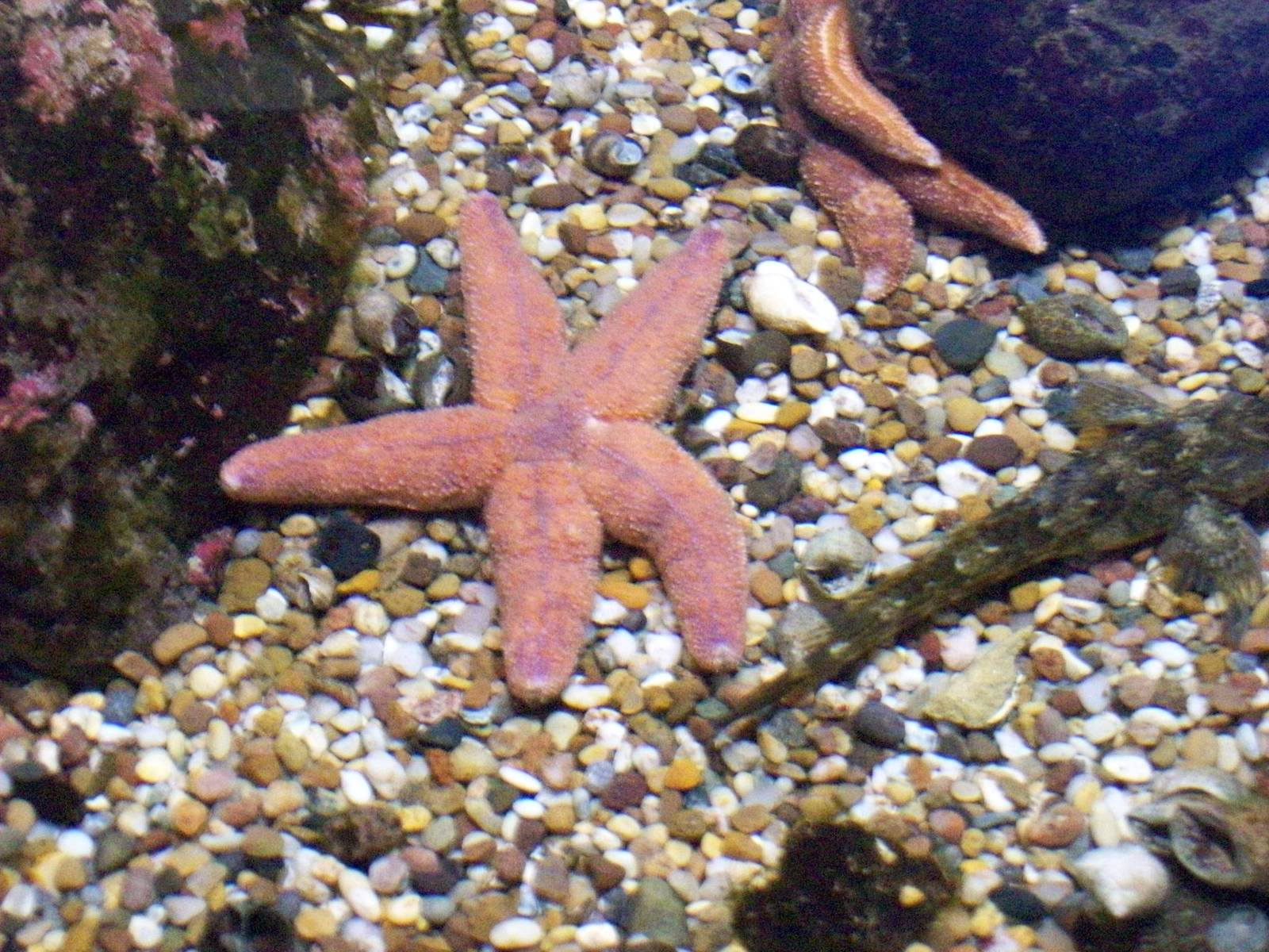 Macduff aquarium