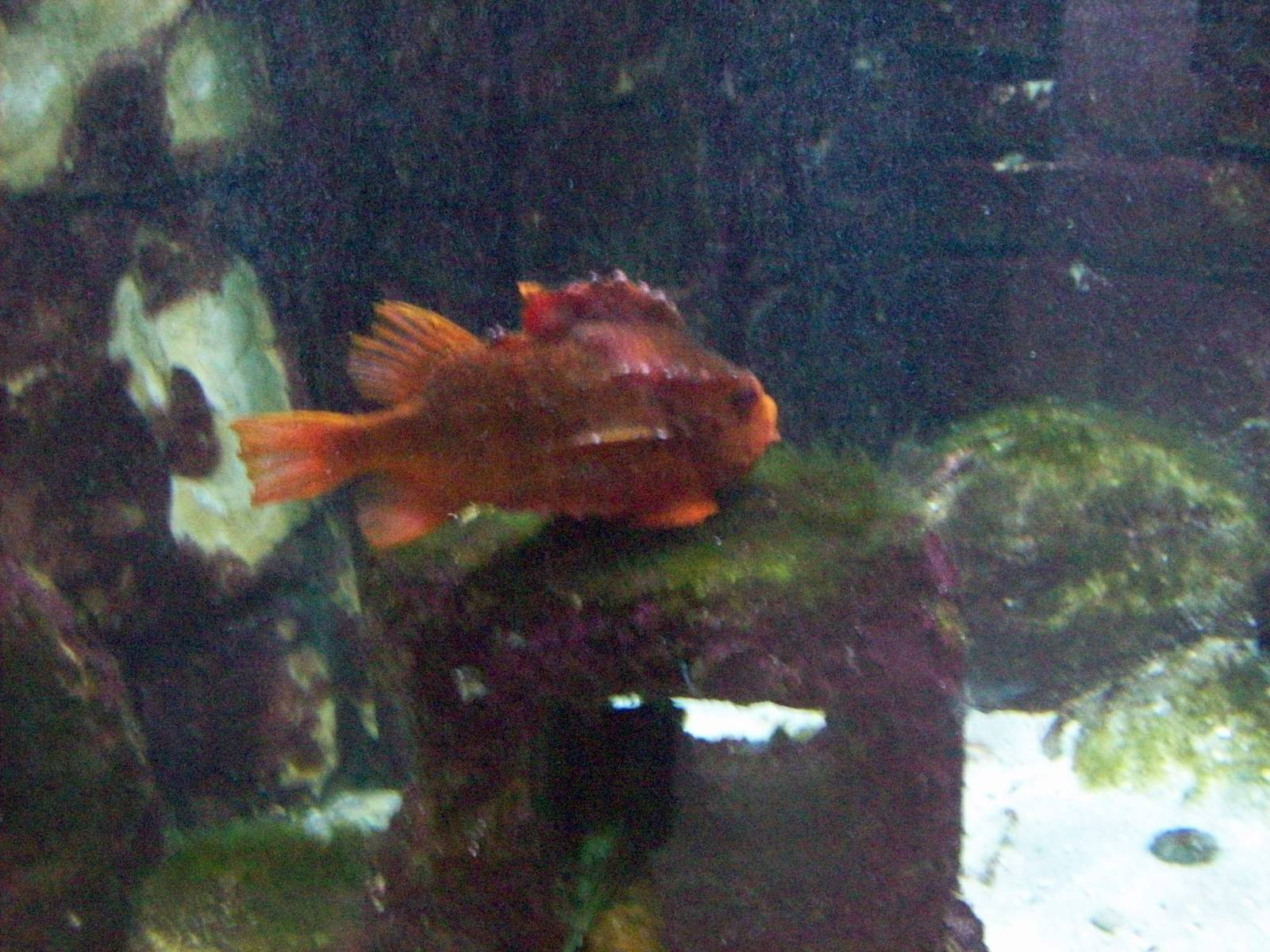 Macduff aquarium