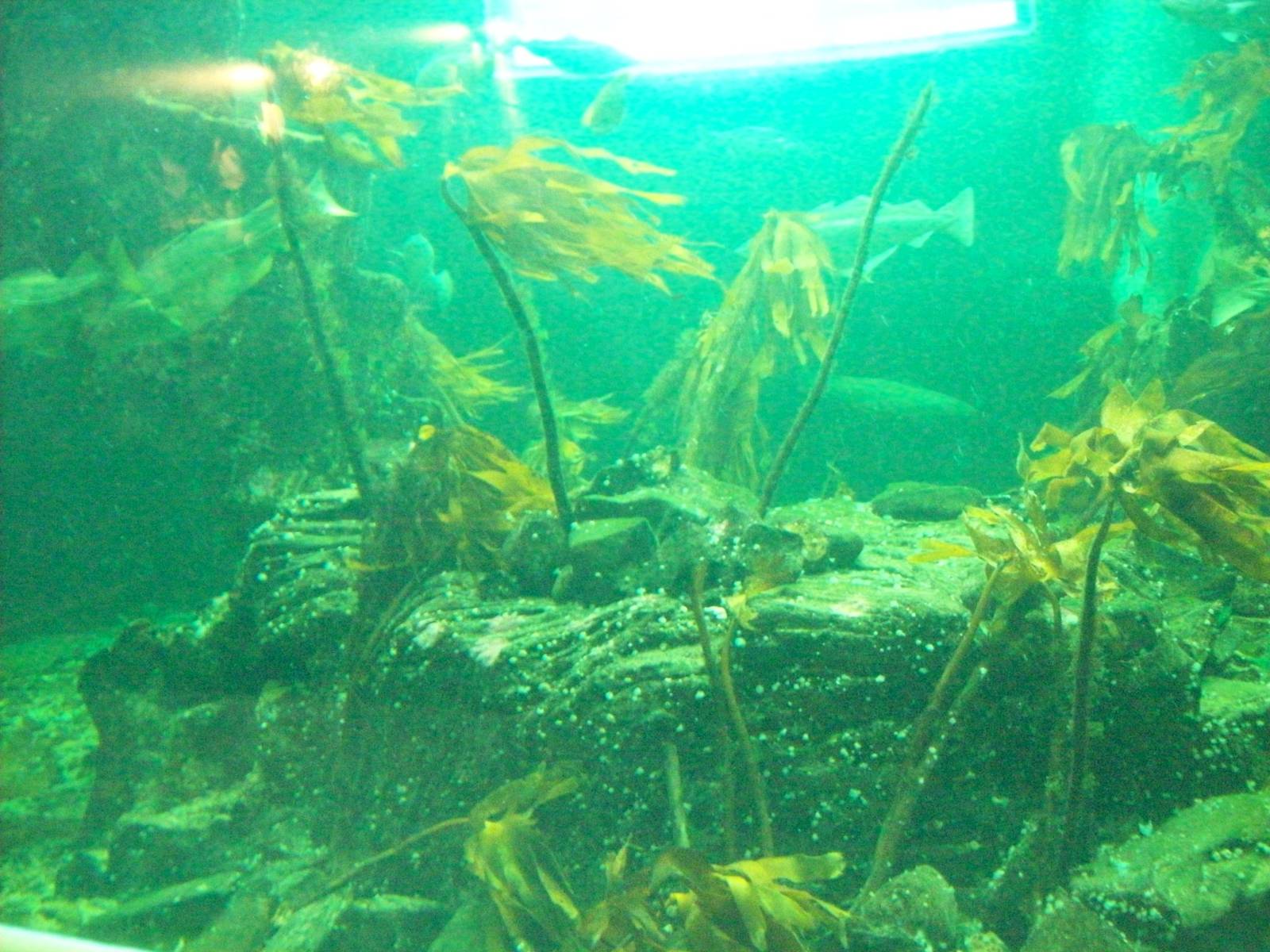 Macduff aquarium
