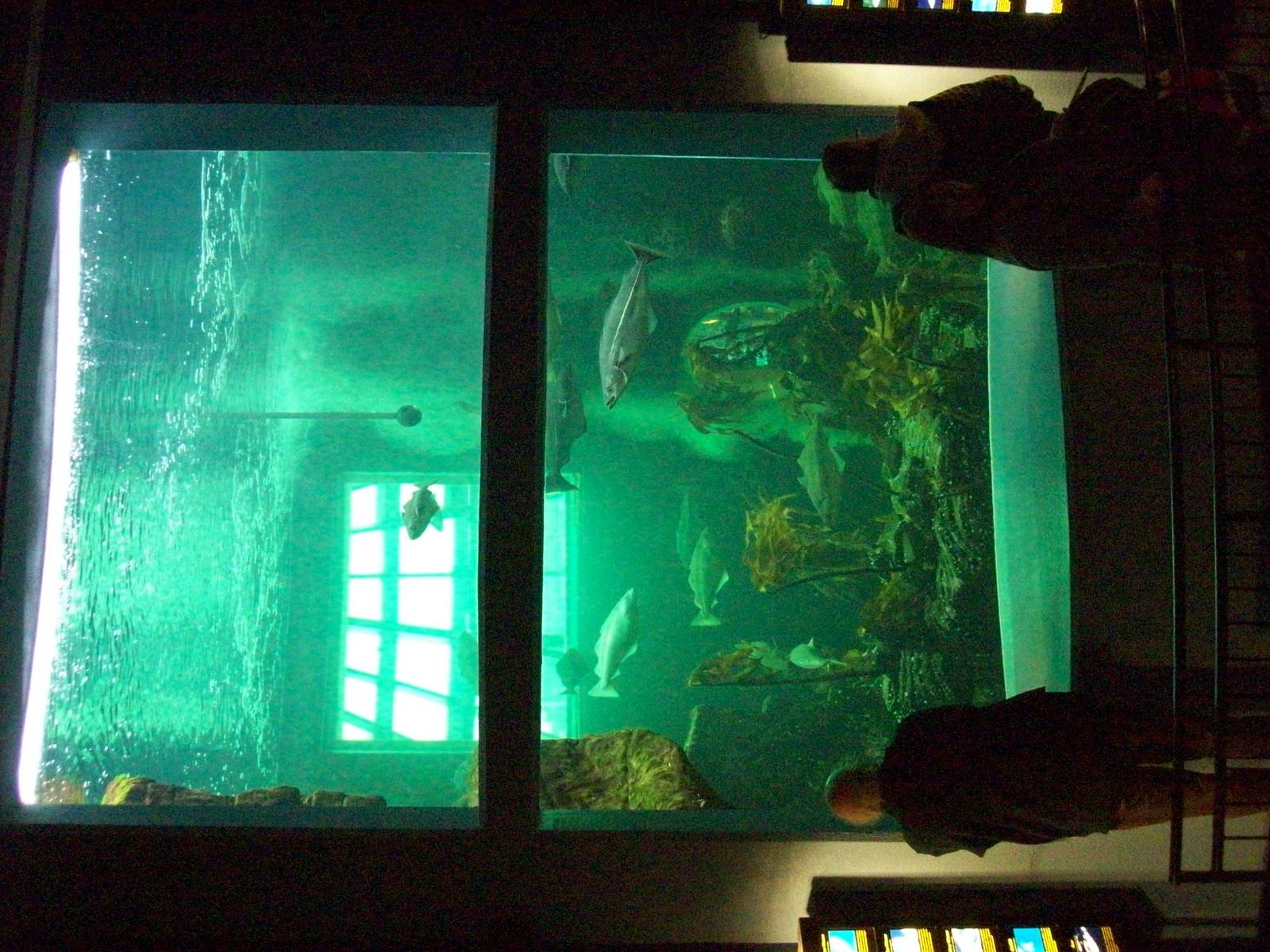 Macduff aquarium